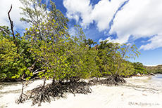 Strand mit Mangroven