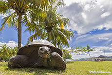 Seychellen-Riesenschildkröten, Curieuse Island
