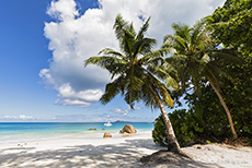 Palmen am Anse Lazio, Praslin, Seychellen