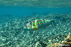 Bunter Lippfisch, Coco Island