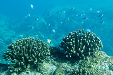 Korallen und kleine Fische