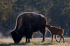 Bisonkuh mit Kalb, Yellowstone Nationalpark